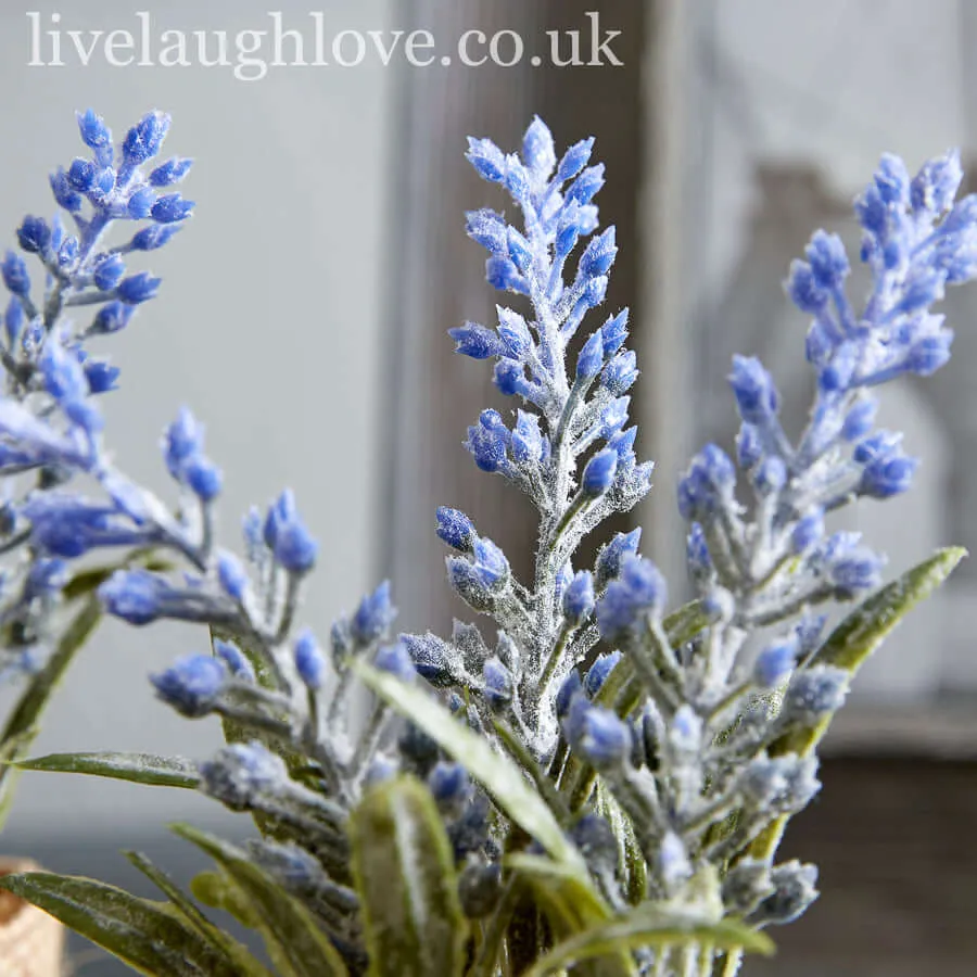 Rustic Lavender Potted Bundle in Burlap Wrap- Set Of Three