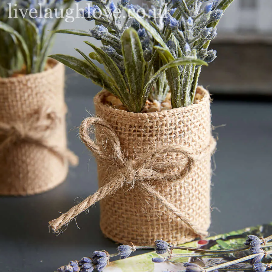 Rustic Lavender Potted Bundle in Burlap Wrap- Set Of Three