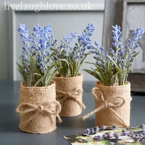 Rustic Lavender Potted Bundle in Burlap Wrap- Set Of Three